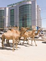 From Nairobi to Bab-El-Mandeb: Somaliland and the Emerging Counter-Alignment.