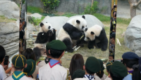 Hong Kong-born giant panda twins turn 2