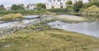 Broken weir turns river at centre of Co Down tourist hotspot to smelly ‘dead zone’
