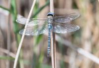 What has been the effect of dry weather on our environment and wildlife?