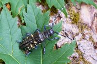 Tree Check Month urges residents to inspect trees for Asian longhorned beetle before it spreads