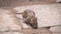 Birmingham is UK hotspot for rats - and one postcode had a 950% jump in call-outs