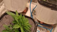 Hydroponic Cannabis Lab Being Operated From Home Busted In Mumbai
