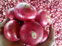 Sri Lanka Targets Major Increase in Locally Grown B-Onion Production