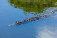 Texas officials hunt down poacher after 3 alligators are shot at protected refuge