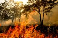 Greece’s Power Grid Comes Under Scrutiny as Wildfires Raise Alarm