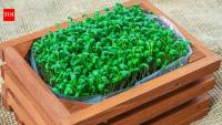 Micro gardening at home: A step-by-step beginner's guide