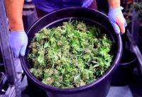 Curaleaf Wants to Buy Aurora Cannabis for $272 Million. Is Canopy Growth the Next Marijuana Takeover Target?