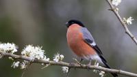 RSPB issues vital advice to protect birds in UK gardens from contagious disease