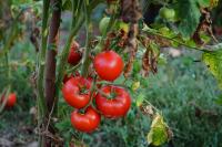 Protecting crops and farmers: Inside ARC’s plant virology bank