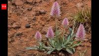 A rare Australian plant last recorded in 1967 has been found alive in remote Queensland after nearly six decades