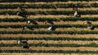 Climate change narrowing vineyard harvest windows