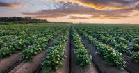 Potato growers warn water shortages threaten British food production