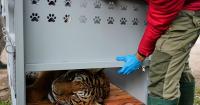 Argentina’s big cats begin relocation to sanctuaries abroad