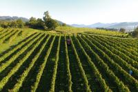 Join a Spanish Wine Harvest in the Basque Country