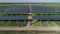 Agrivoltaics: How Solar Panels and Farming Work Together