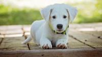 Perth-based Argent BioPharma pushes into US market with medicinal cannabis therapy for dogs suffering cancer