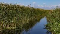 Exclusive: How Florida's prolonged drought has sparked a Lake O revival