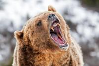 Alaska runner hospitalized after using bear spray to fight off brown bear on trail