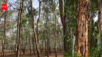 Hawaii’s 34,000 acres of managed eucalyptus plantations could become a local source of lumber for homes and infrastructure