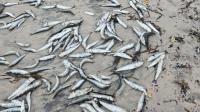 Thousands of dead pilchards wash ashore on Cape Town beaches