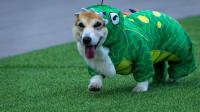 Corgis race, bark and sniff their way to glory at a growing international race
