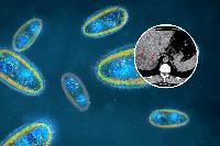 Doctors Found a Parasite Eating a Man’s Liver. Then Traced How He Got It