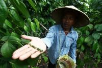 Indonesia markets Muntok white pepper to 1,200 global restaurants