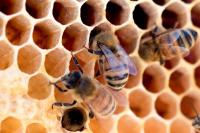 Women Supporting Their Families: Beekeeping in Afghanistan