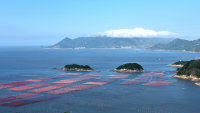 China, Solomon Islands advance seaweed blue carbon cooperation