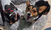 Tell Us Something We Don't Know: Dogs Can Empathize and Read Owners' Emotional Cues