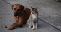 Best online pet shops in Singapore for delivery