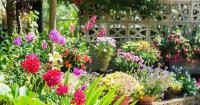 Gardeners urged to do 1 thing in August to make flowers 'look better for longer'