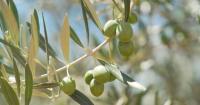 Super El Nino threatens Spain's olive harvests