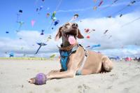 Colorful skies: The Washington State International Kite Festival returns