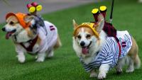 Corgis race, bark and dress up at quirky competition in Vilnius