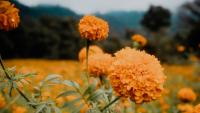 Gardening Tips for August: 7 Easy Flowers to Grow That Can Brighten Your Garden In Coming Months
