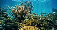 Florida’s Ambitious “Coastal Corridor” project Is Giving Marine Scientists Hope