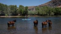 Opinion: Arizona's wild horses deserve science, not assumptions