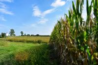 U.S. farmers planted largest combined corn and soybean acreage