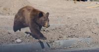 A black bear's wild dash through neighborhoods near Idaho-Utah border ends in a nap