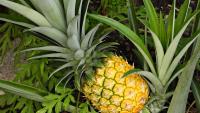 Mangos, pineapples and bananas: Would you like to grow your own?