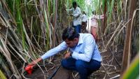 How a small Maharashtra town taught the world a lesson in smart farming