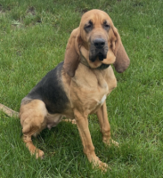 Missing police bloodhound K9 Casey struck and killed on New York Thruway