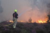 Dead trees and vanishing birds: How extreme heat will change the British landscape