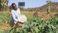 Solar-powered community gardens offer lifeline in drought-hit Zimbabwe