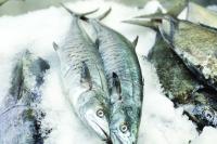 Seasonal kingfish ban seeks to secure Oman’s fisheries income