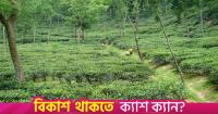 Govt forms high-level committee on tea sector loans, financing