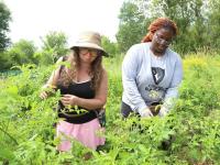 Sudbury's Flour Mill Community Farm marks 10th season with expansion project