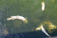 Minnesota DNR Reports Higher Fish Deaths During High Temps